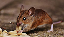 24 Hour & Emergency Exterminators in Little Horse Creek, NC